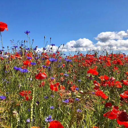 Fh Nordlicht Wustrow (Fischland)